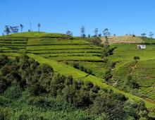 Нувара-Элия, Шри-Ланка: горы, водопады и чайные плантации