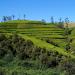Нувара-Элия, Шри-Ланка: горы, водопады и чайные плантации